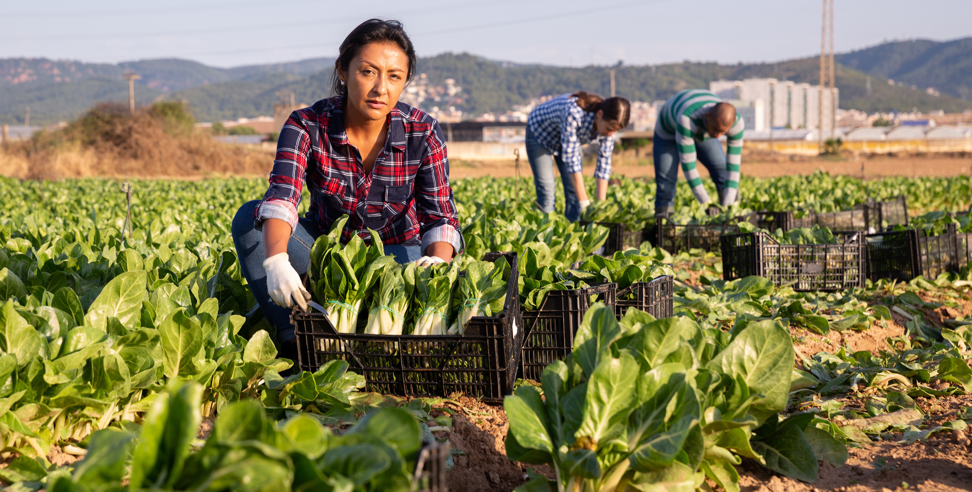 Female farm worker picking crops in field